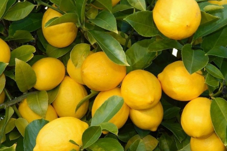 Üretici ile market arasındaki fiyat farkına ‘limon’ sıkıldı! Limon yüzde 573,6 fark gördü