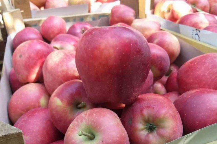 Üretici ile market farkı büyük… En fazla fiyat farkı elmada!