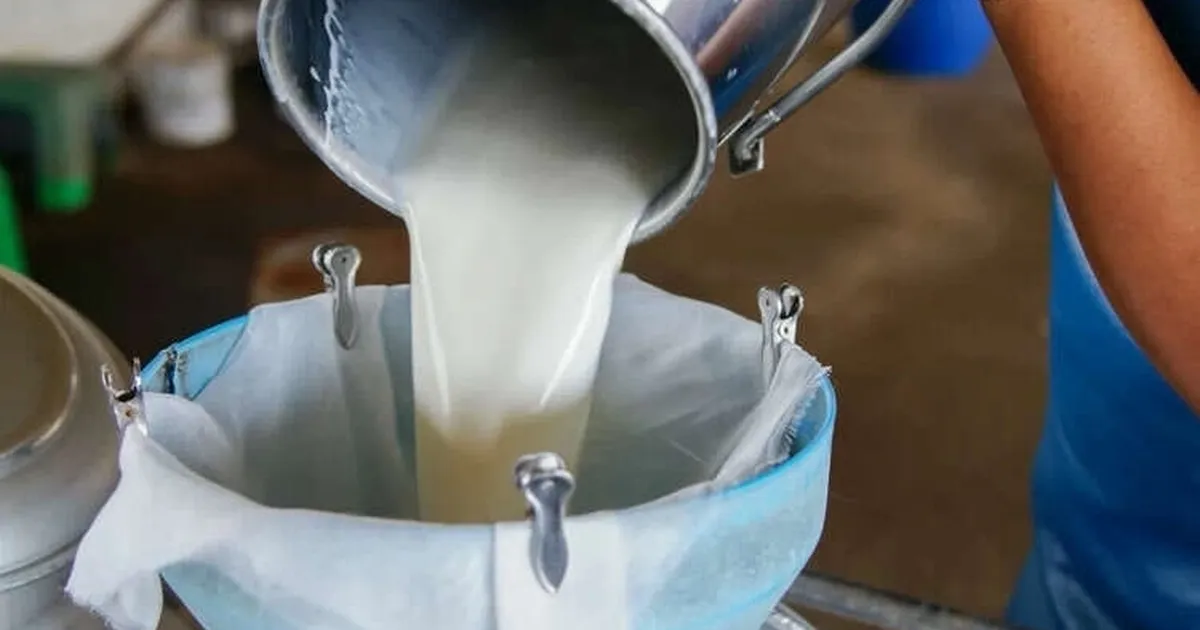 Türkiye’de süt üretimi yükseliyor! Mart’ta 1 milyon 15 bin ton süt toplandı