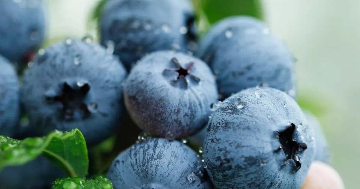 Yaban Mersini üreticileri için Bursa’da tek çatıda… Uludağ Blueberry Birliği kuruldu