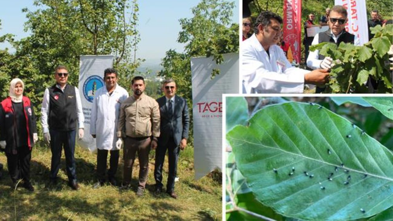 DÜZCE’DE KAHVERENGİ KOKARCAYA KARŞI BİYOLOJİK MÜCADELE GENİŞLİYOR GÜVEN KÖYÜ’NDE SAMURAİ ARISI SALIMI GERÇEKLEŞTİRİLDİ