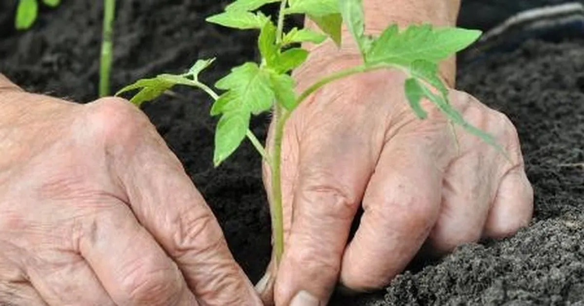 Alzheimer’da bahçeyle uğraşmak hastalığı yavaşlatabilir