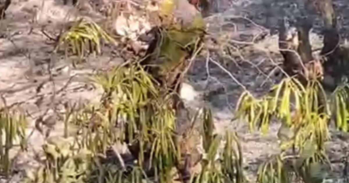 Düzce’de orman yangını korkuttu!