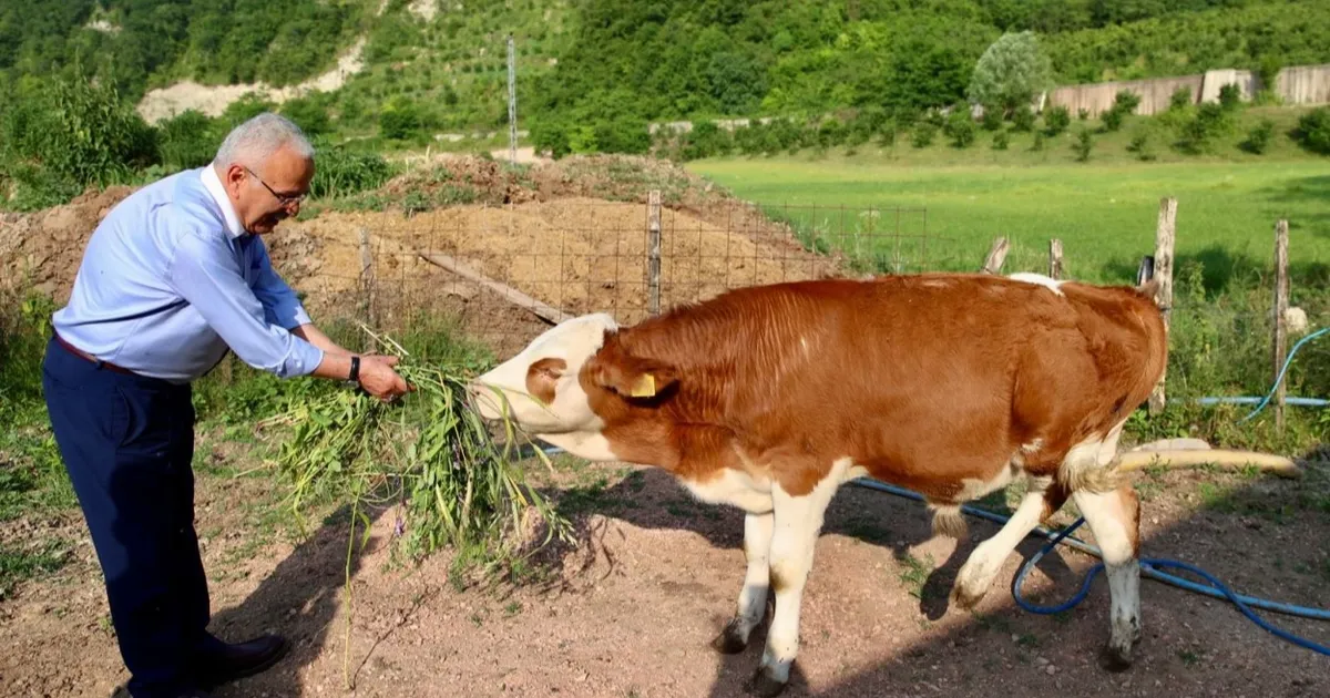 Ordu’da besicilerin yüzü güldü