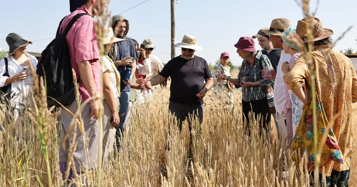 Slow Wheat Şanlıurfa 2025 coşkusu