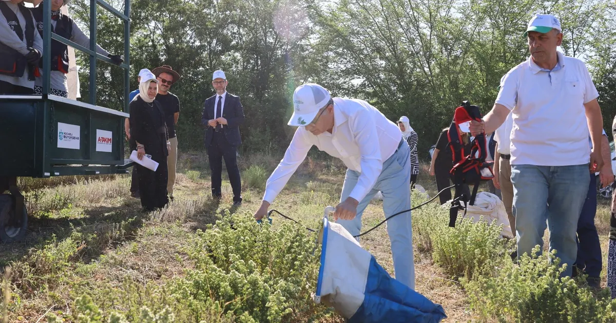 Kocaeli’de kekik hasadı başladı