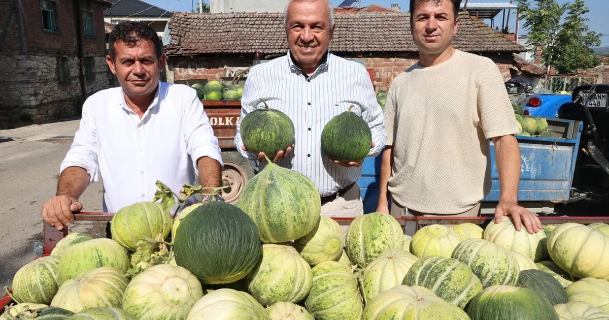 Bursa Nilüfer’de Konaklı kavununun üretimi iki kat arttı