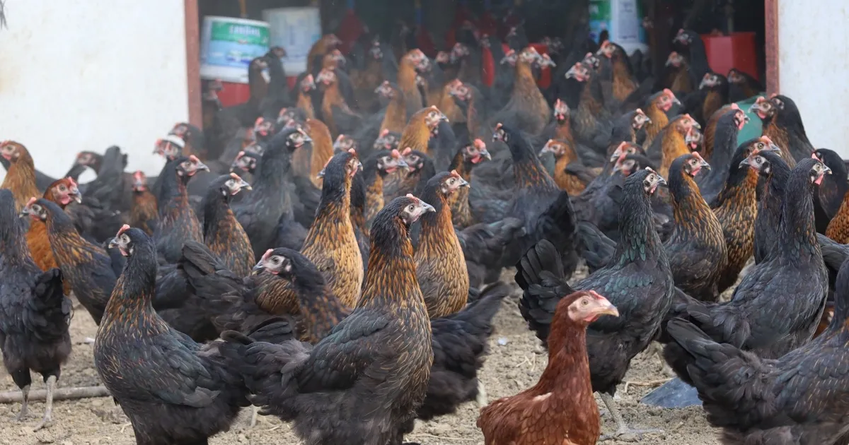 Kocaeli’de tavukçuluğa büyük destek: 16 bin tavuk üreticiyle buluştu