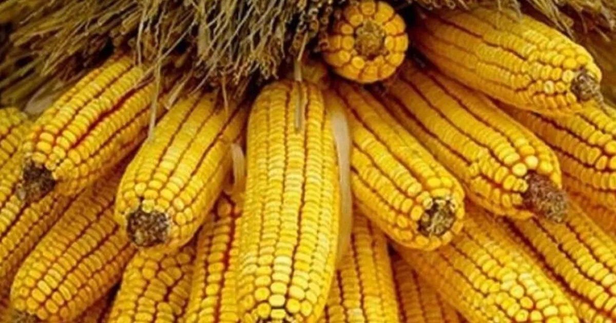 TMO mısır alımlarına başlıyor… Ton başına alım fiyatı belli oldu