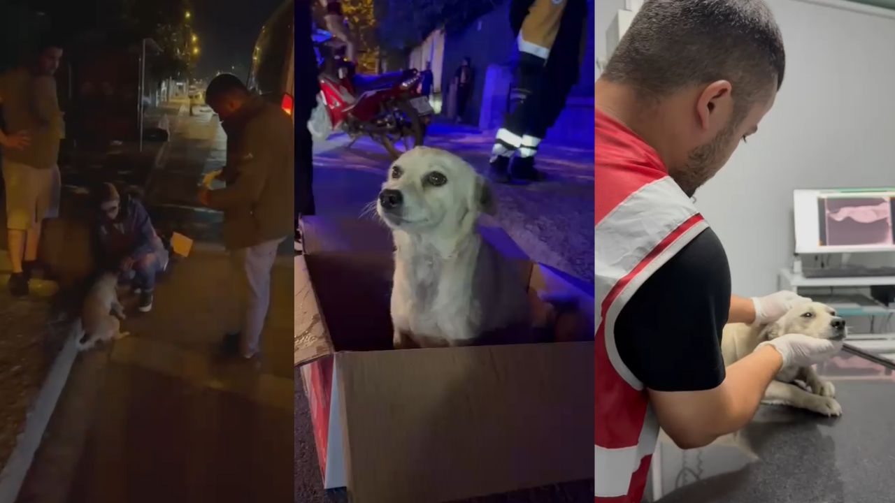 Sakince Yardımı Bekleyen Yaralı Köpek Yürekleri Isıttı