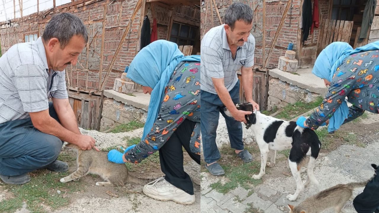 Yığılca’da Kuduz ve Çiçek Aşılamaları Devam Ediyor