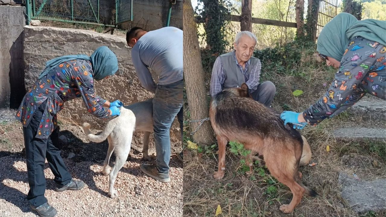 Yığılca’da Sahipli Hayvanlar Kayıt Altına Alındı