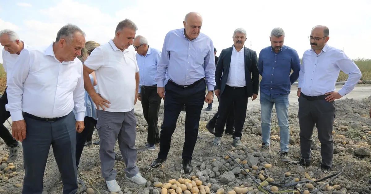 Konya Şeker’den yerli patates tohumu müjdesi… 2027’de dışa bağımlılık bitecek