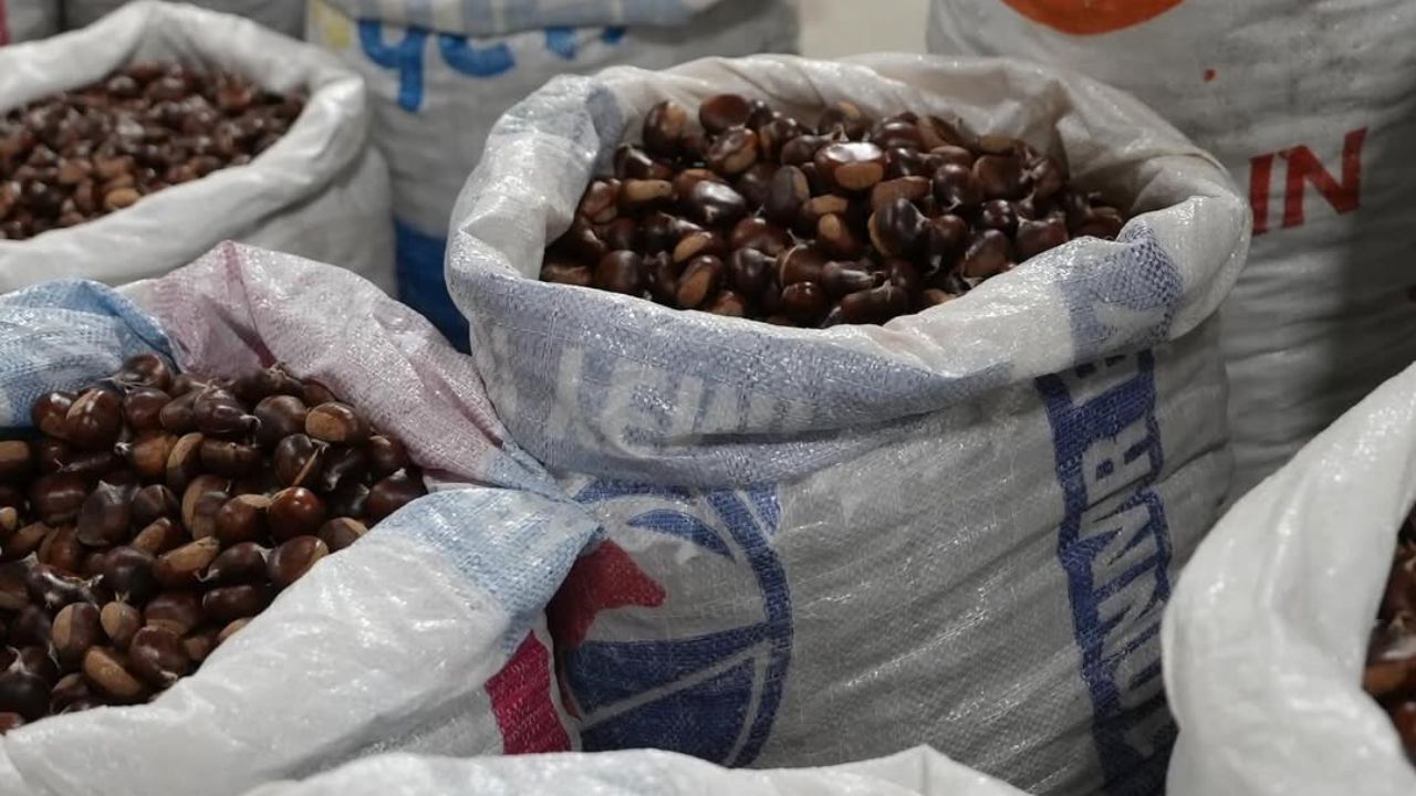 Düzce’nin Tescilli Lezzeti Kuzu Kestanesi Pazarda Yerini Aldı
