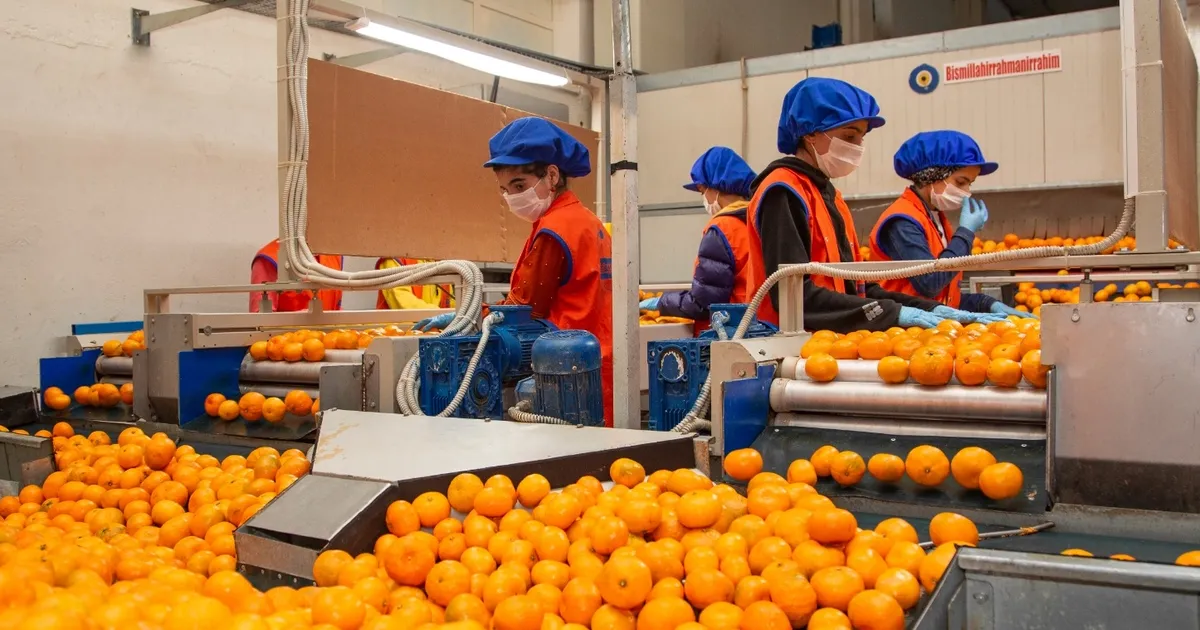 Satsuma mandalinanın yolculuğu 17 Ekim’de başlıyor