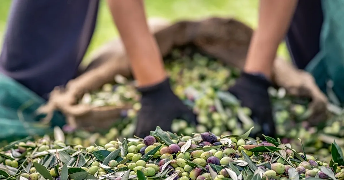Sofralık zeytin ihracatında 255 milyon dolarlık tarihi rekor