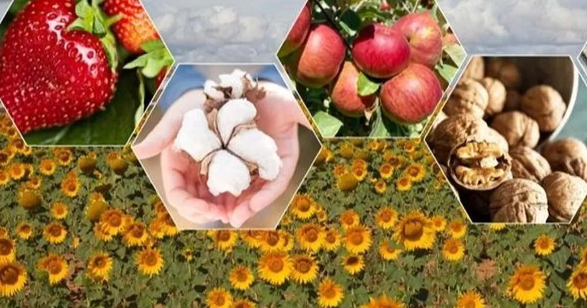 Tarımda zor yıl beklentisi! Bitkisel üretimde düşüş bekleniyor