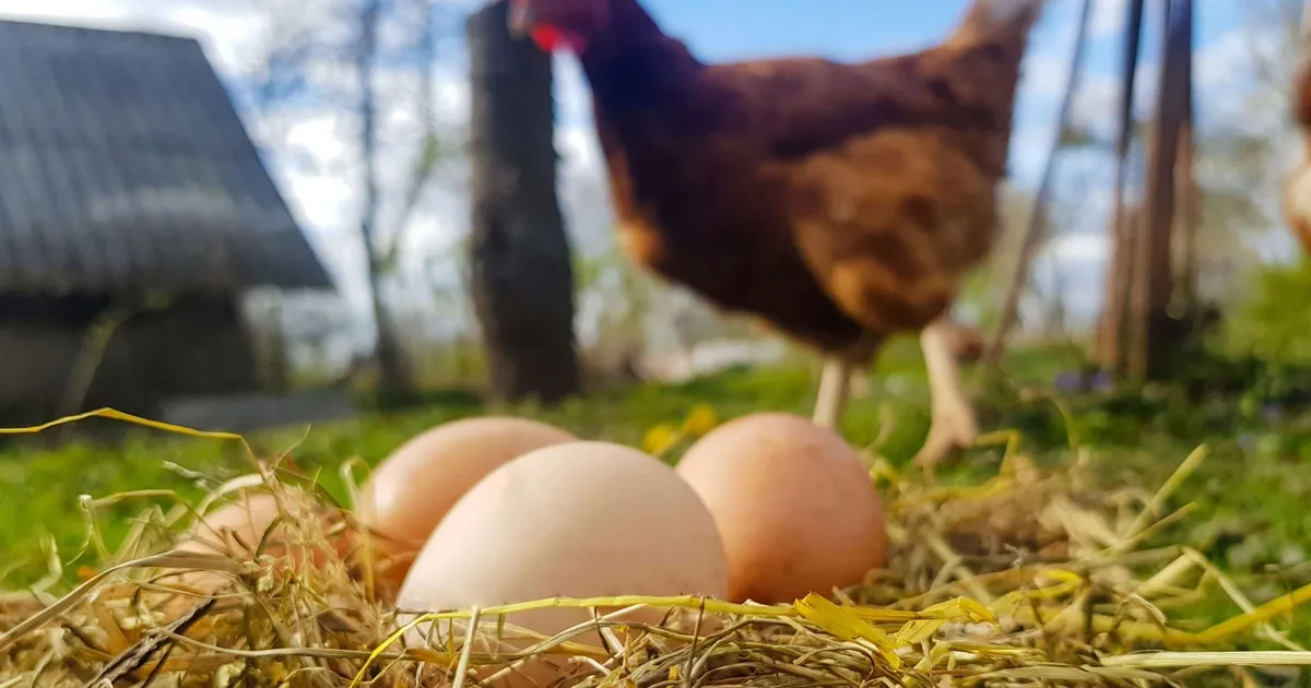Tavuk eti üretimi arttı, yumurta üretimi azaldı!