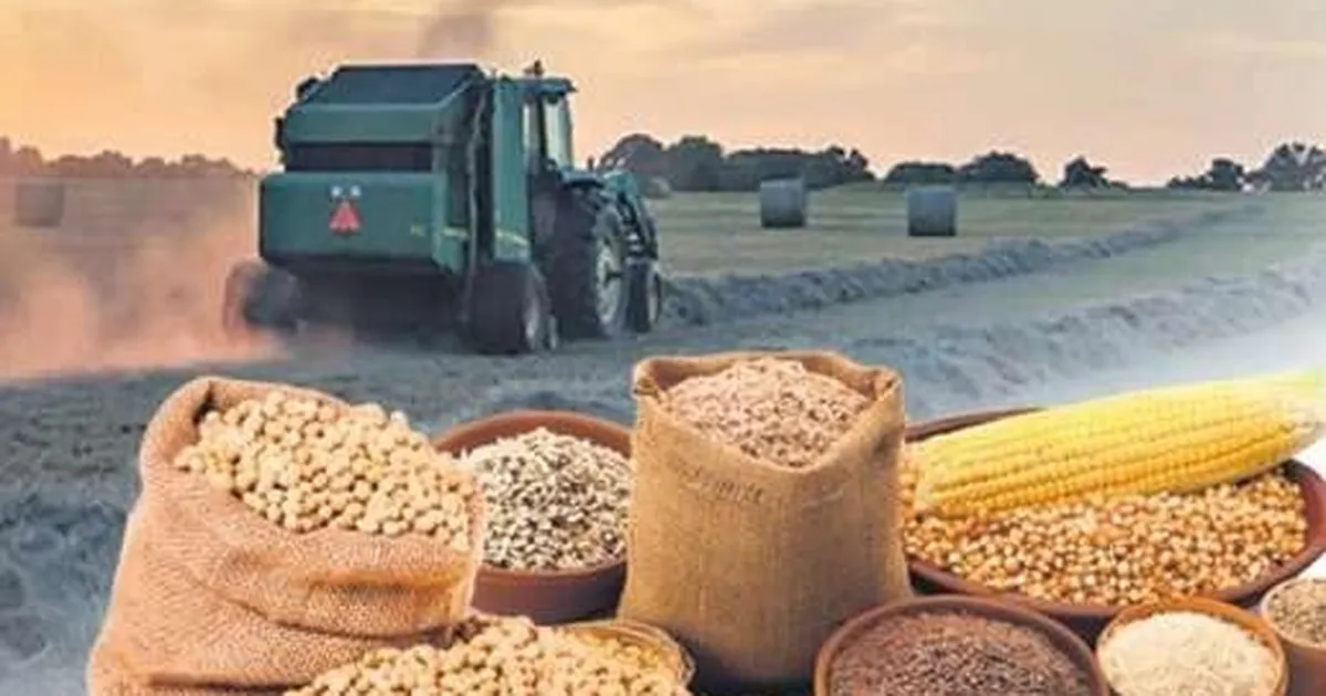 Arpa ve mısır ithalatında tarife kontenjanı güncellendi