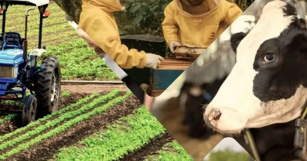 Çiftçiye 1,5 milyar TL destek hesaplarda