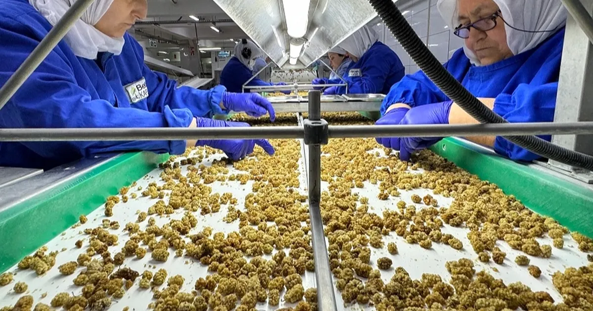 Çin’de organik sektörü 15 milyar dolarlık hacme ulaştı