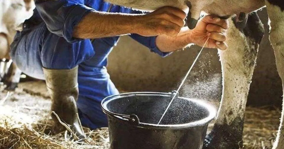 Eylül’de inek sütü yüzde azaldı, ayran ve kefir üretimi arttı