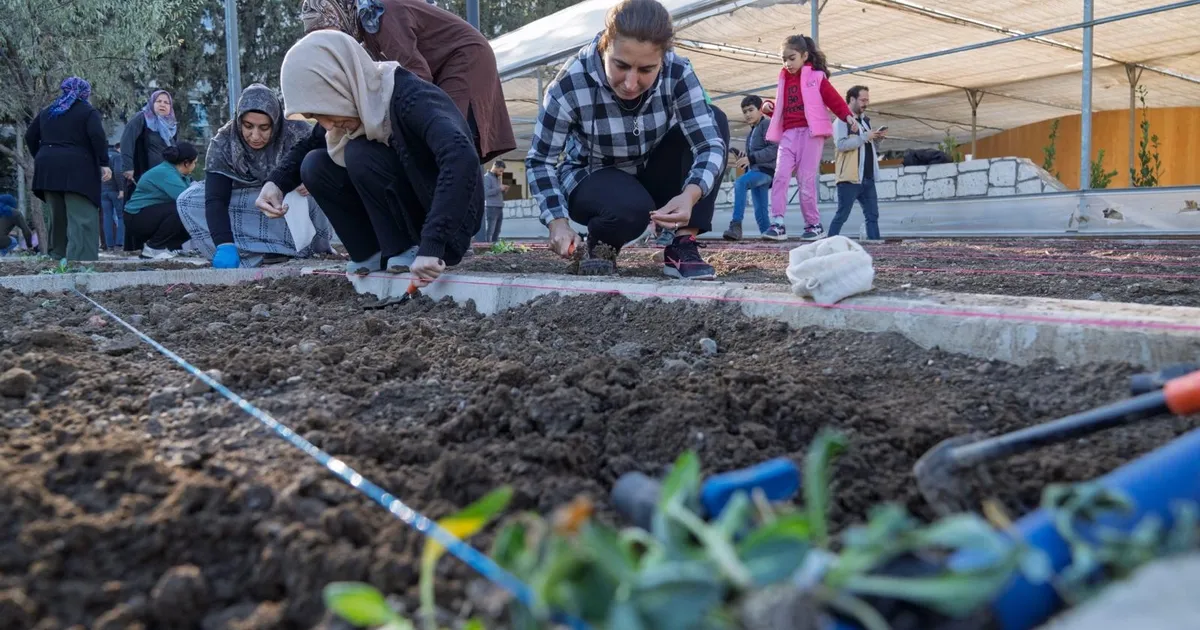 İzmir bostanlarında kış dikimi başladı