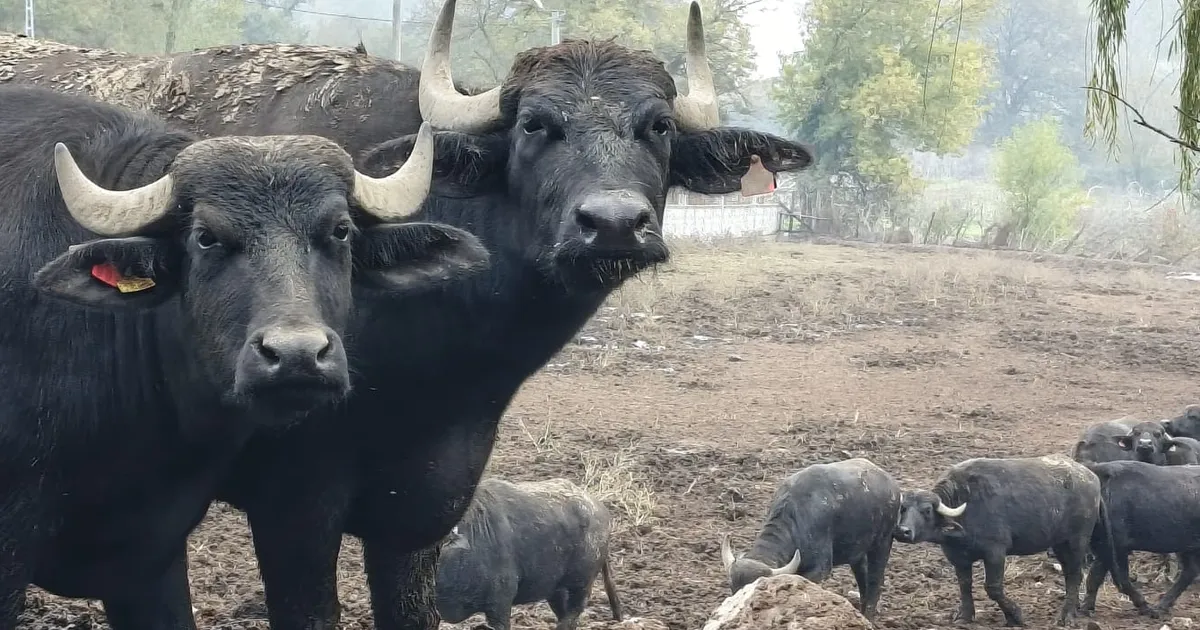 Kocaeli’de manda desteğiyle verim arttı