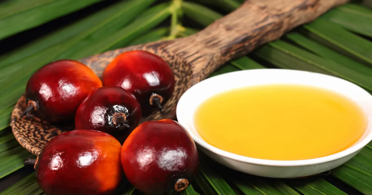 Palmiye yağının sağlık rolü bilimsel bulgularla netleşiyor