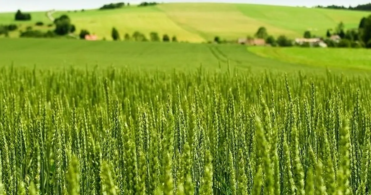 Tarım-ÜFE yıllık yüzde 45,40 arttı! Tek yıllık bitkisel ürünlerde sert fiyat artışı