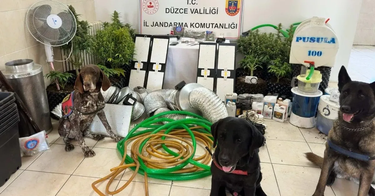 Düzce’de uyuşturucu operasyonu: 1 gözaltı