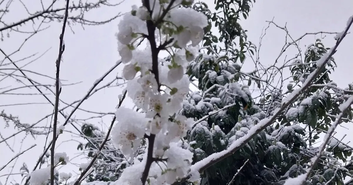 Düzce Kaynaşlı’da erken çiçek açan erik ağacına beyaz örtü!