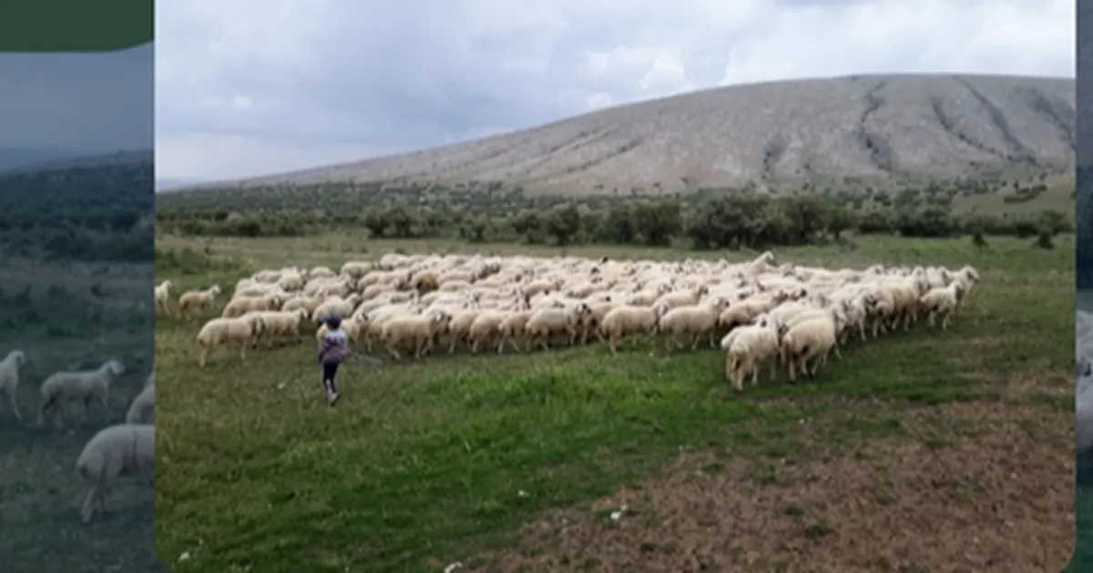 Kırsalda Bereket Projesi hazırlığı… 150 bin küçükbaş dağıtılacak