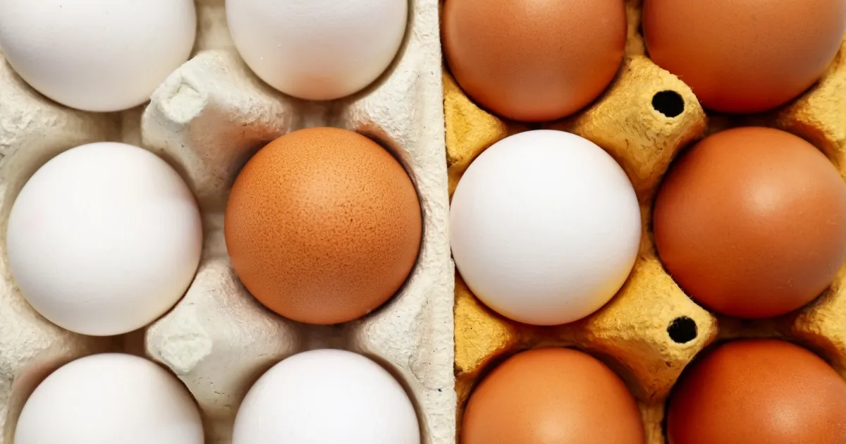 Yumurtanın doğrudan arzında limit artışı… Resmi Gazete’de yayımlandı