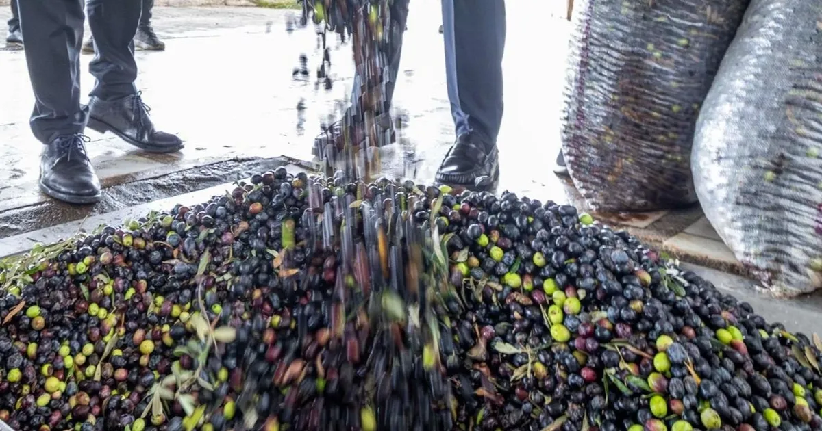 İzmir zeytini için dev adım… Zeytin ve zeytinyağı markalaşma yolunda