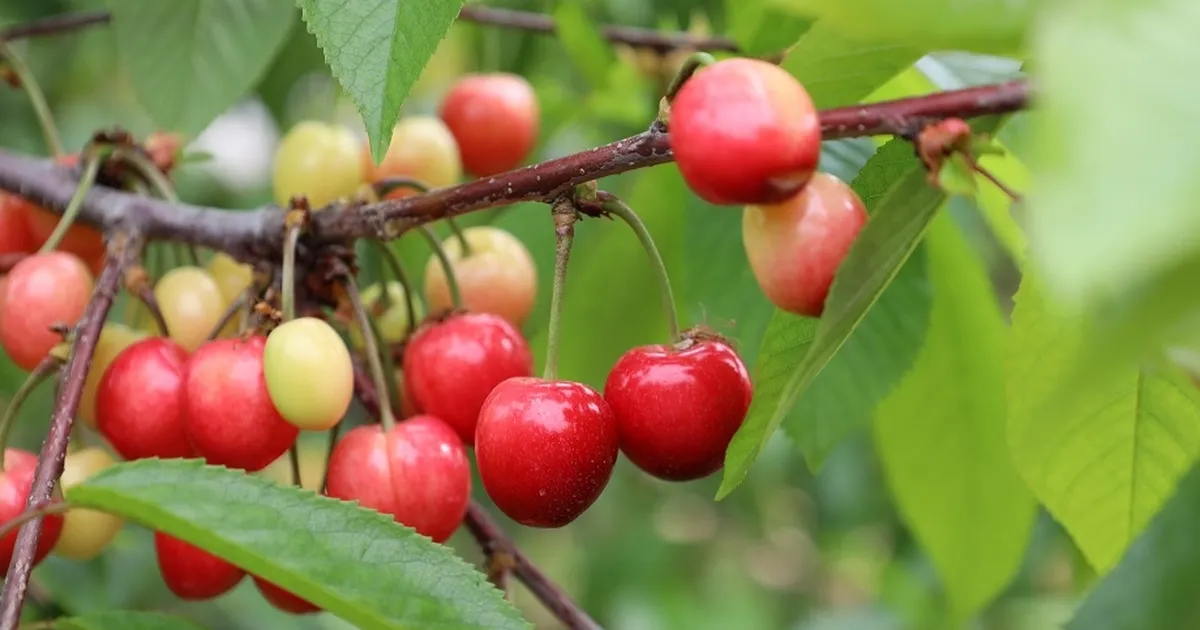 Bu yıl kiraza doyacağız