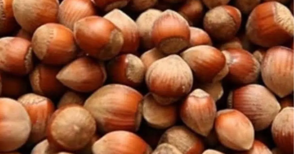 Fındık üreticisi zor durumda!