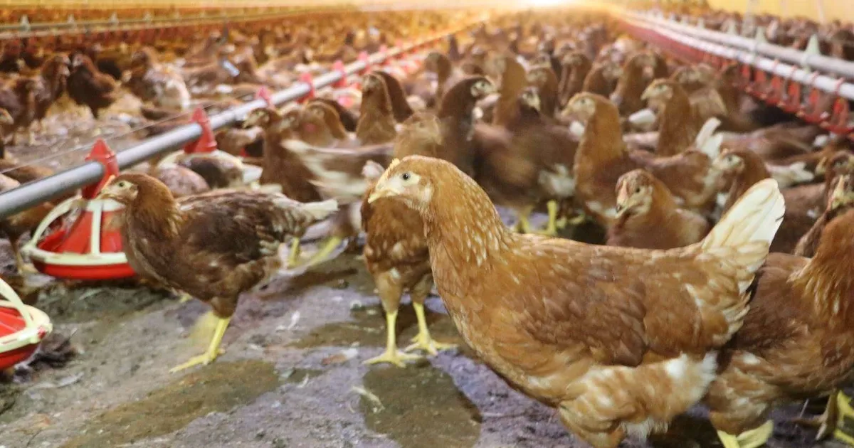 Kümes hayvancılığında artış! Yaklaşık 2 milyar adet yumurta üretildi