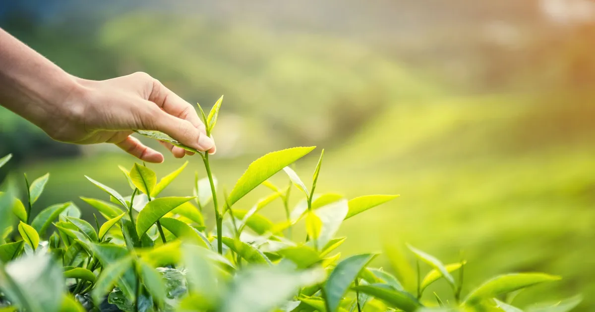 Karadeniz’de yeni sezonun ilk hasadı