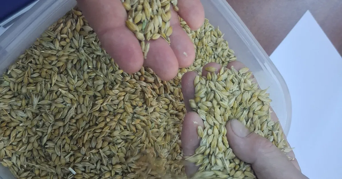 Keşan’da ilk arpa hasadı satıldı… İlk ürün 17,50 TL’den satıldı
