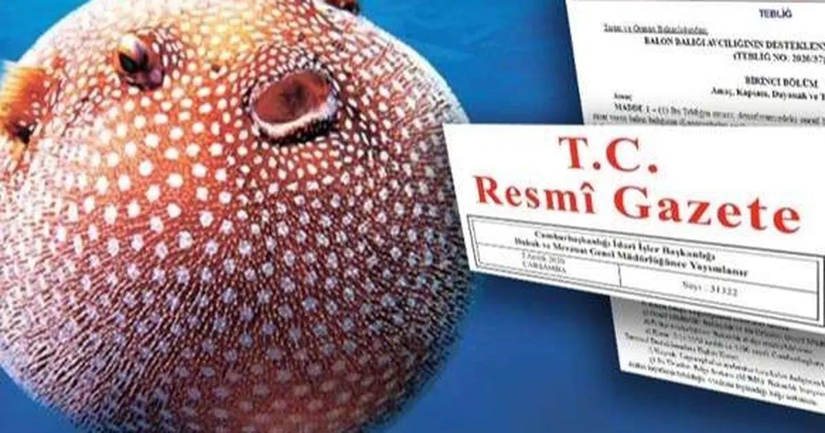Balon Balığı avcılığı destekleri artırıldı… Zehirli türe destek 35 TL’ye yükseltildi