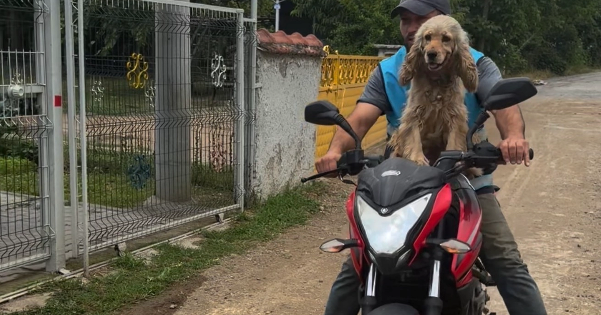 Düzce’de bir an olsun sahibi yalnız bırakmayan köpek gülümsetti