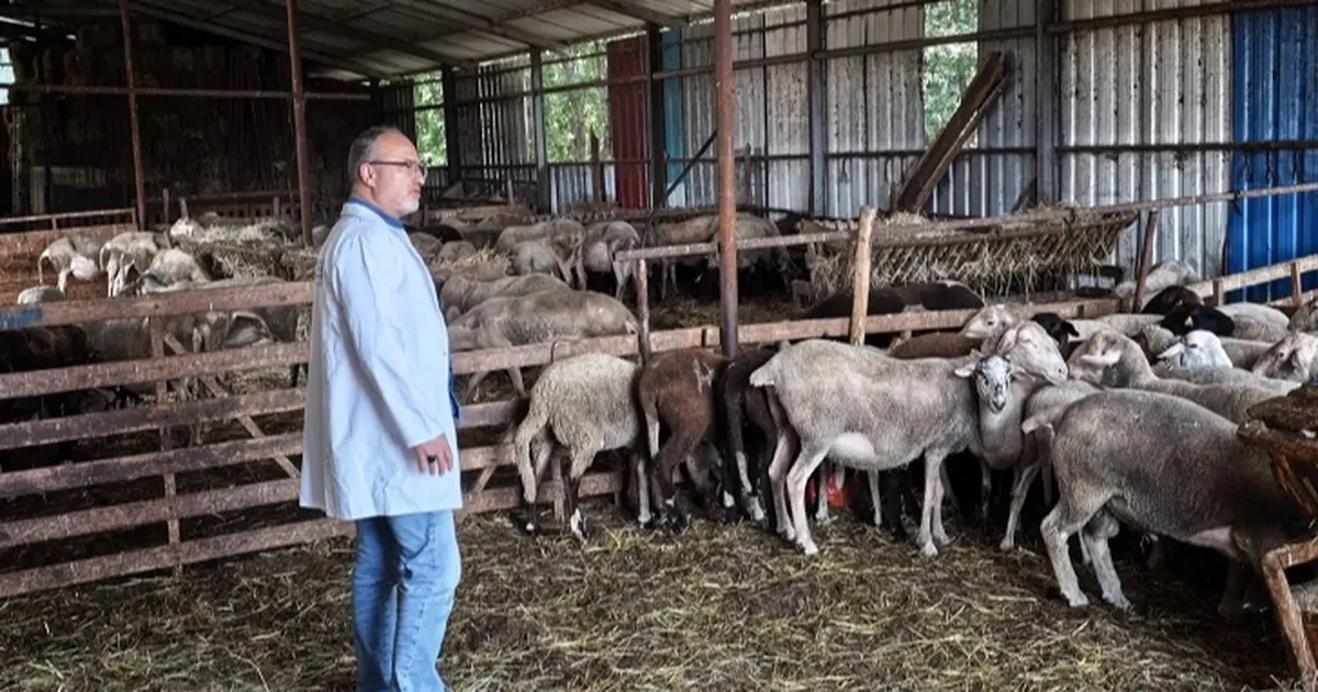 Kocaeli’nde hayvancılığa bütüncül destek