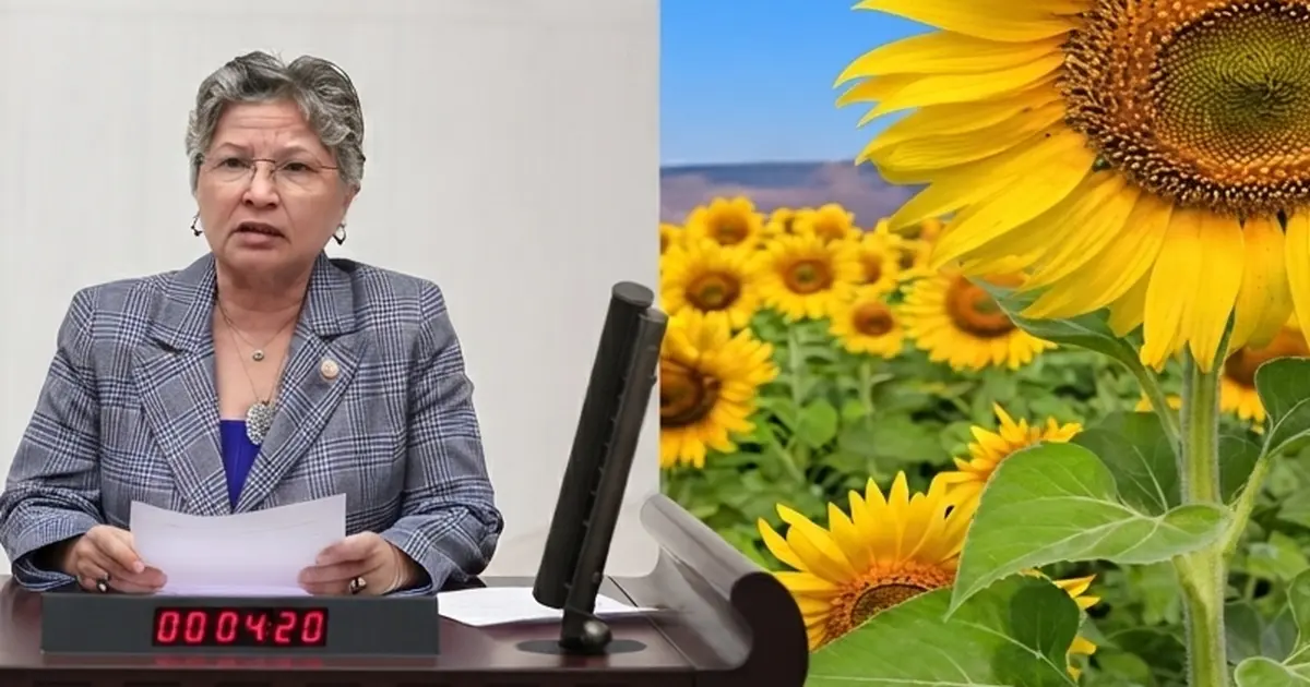 CHP’li Yontar: Ayçiçeğinde üretici tarlasını değil, zararını biçiyor