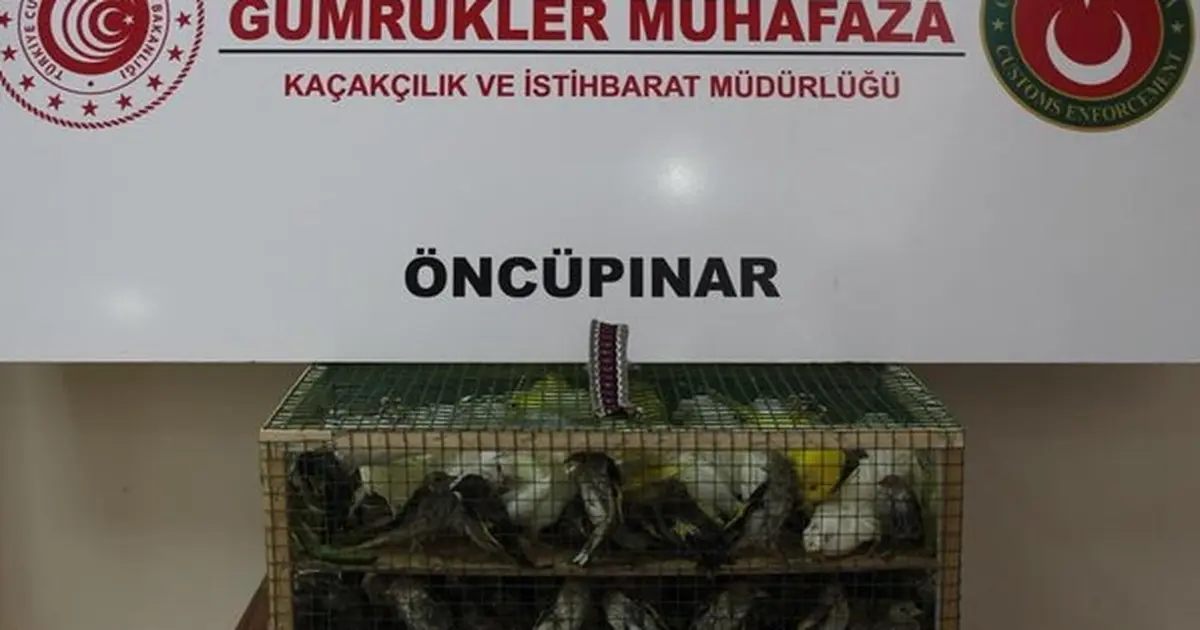 Gümrük Muhafaza’dan kaçakçılığa darbe! 2026’da 58 bin 519 canlı hayvan kurtarıldı