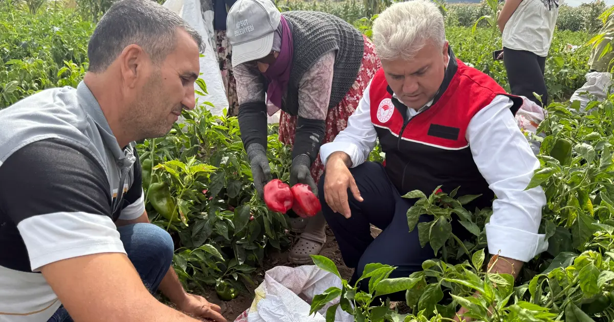 AK Partili Canbey, Kepsut’ta kapya biber hasadına katıldı