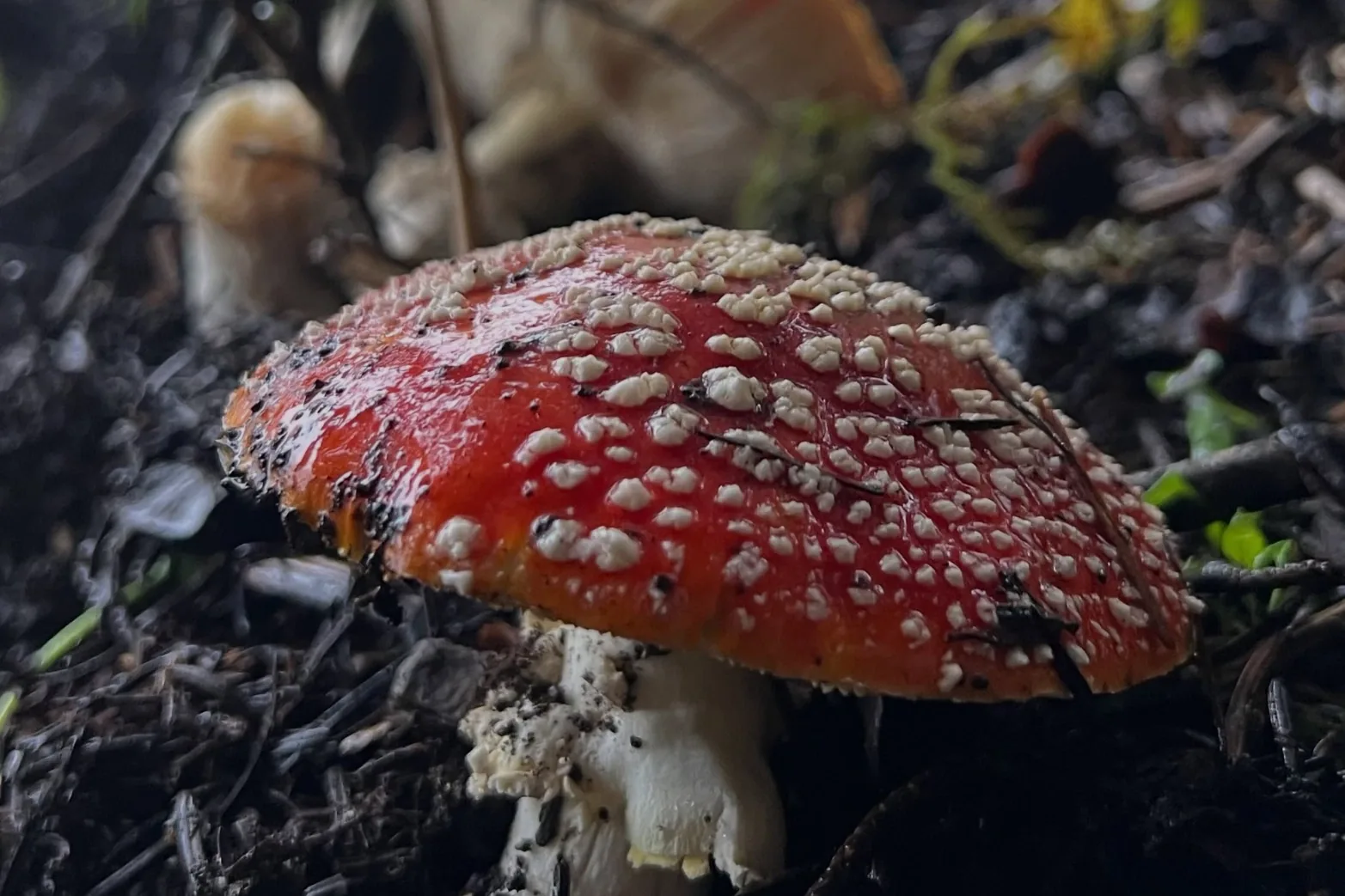 Bu mantara dikkat! 6 saatte etkisini gösteriyor