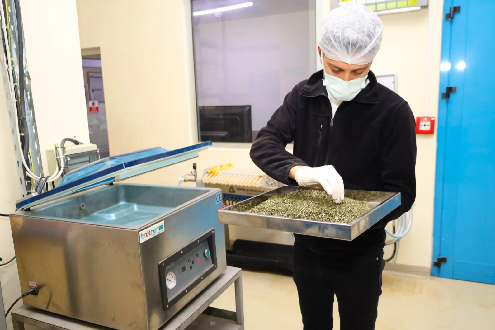 Tarladan Türkiye’ye Ormanya imzası… Tıbbi ve aromatik bitkiler değer kazanıyor